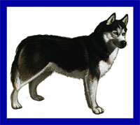 a well breed Siberian Husky dog